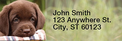 Chocolate Labradors Rectangle Address Labels | LRRDOG-09
